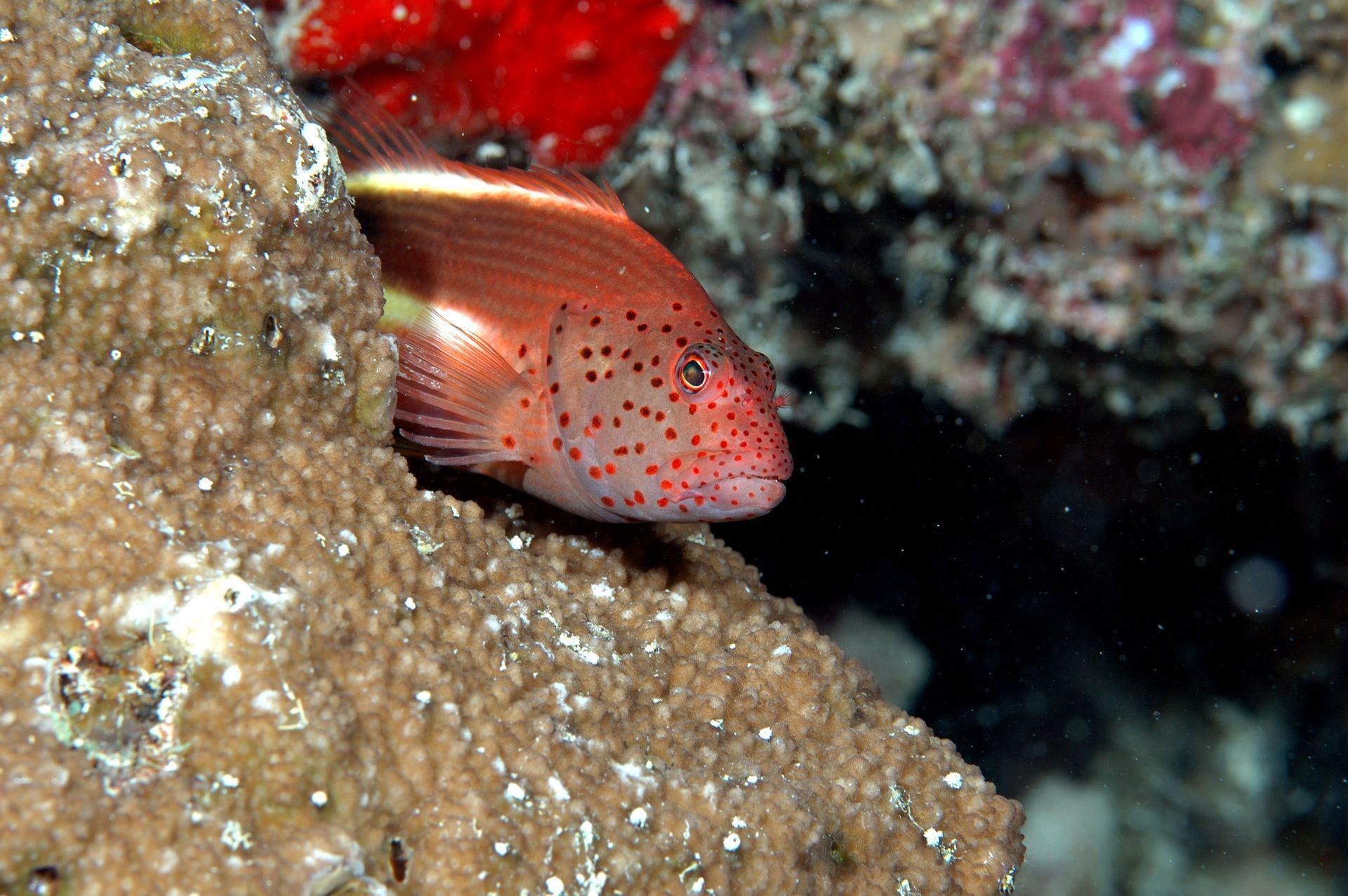 A fish with red spots is swimming on a rock