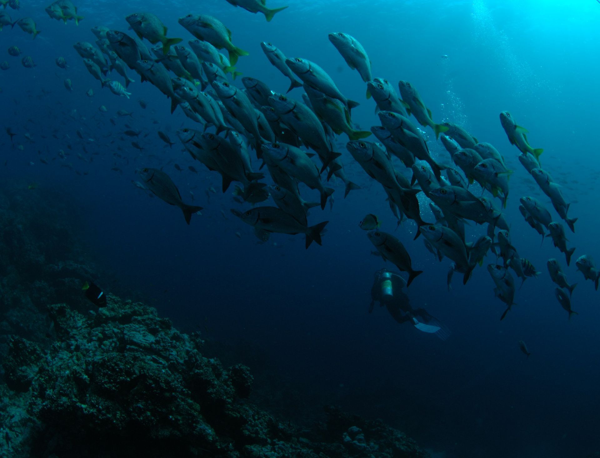 A large school of fish are swimming in the ocean