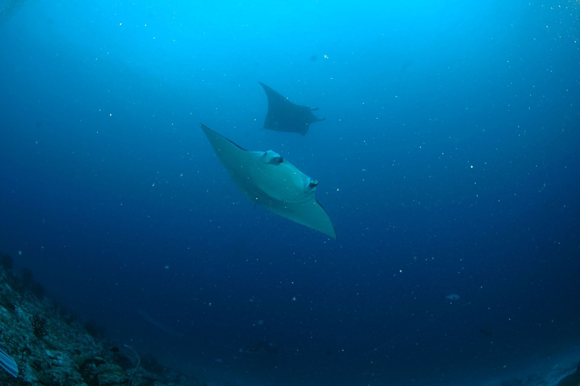 Two stingrays are swimming in the ocean near a coral reef.