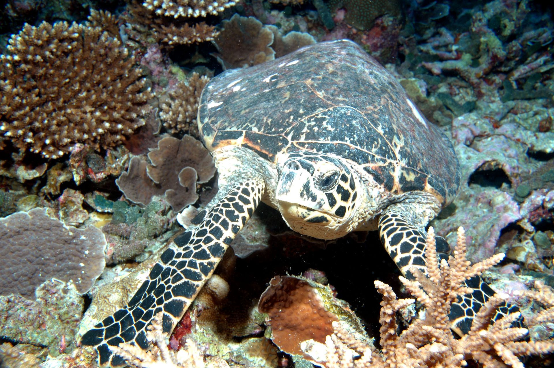 A sea turtle is swimming in a coral reef