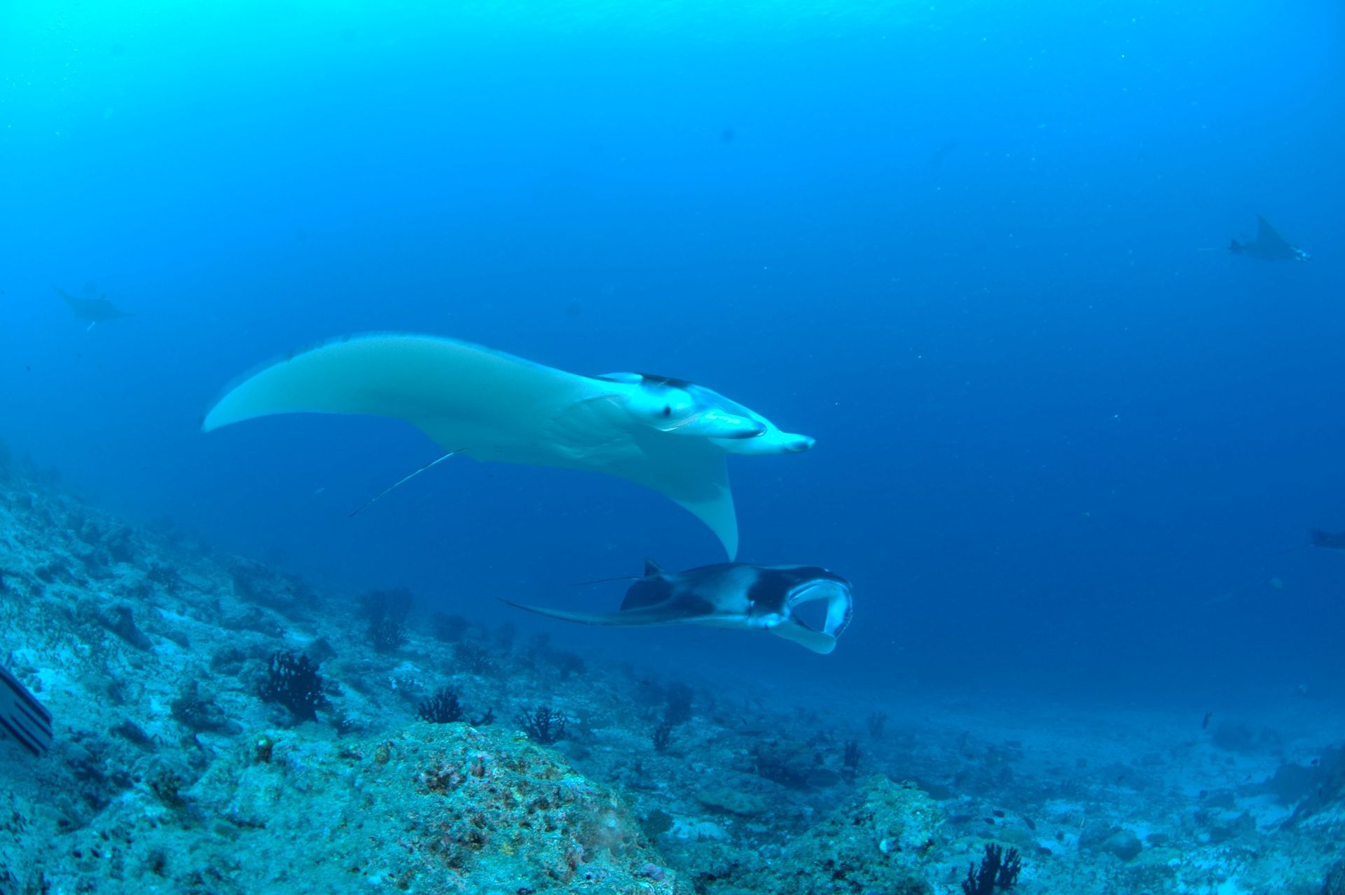 A manta ray is swimming over a coral reef in the ocean