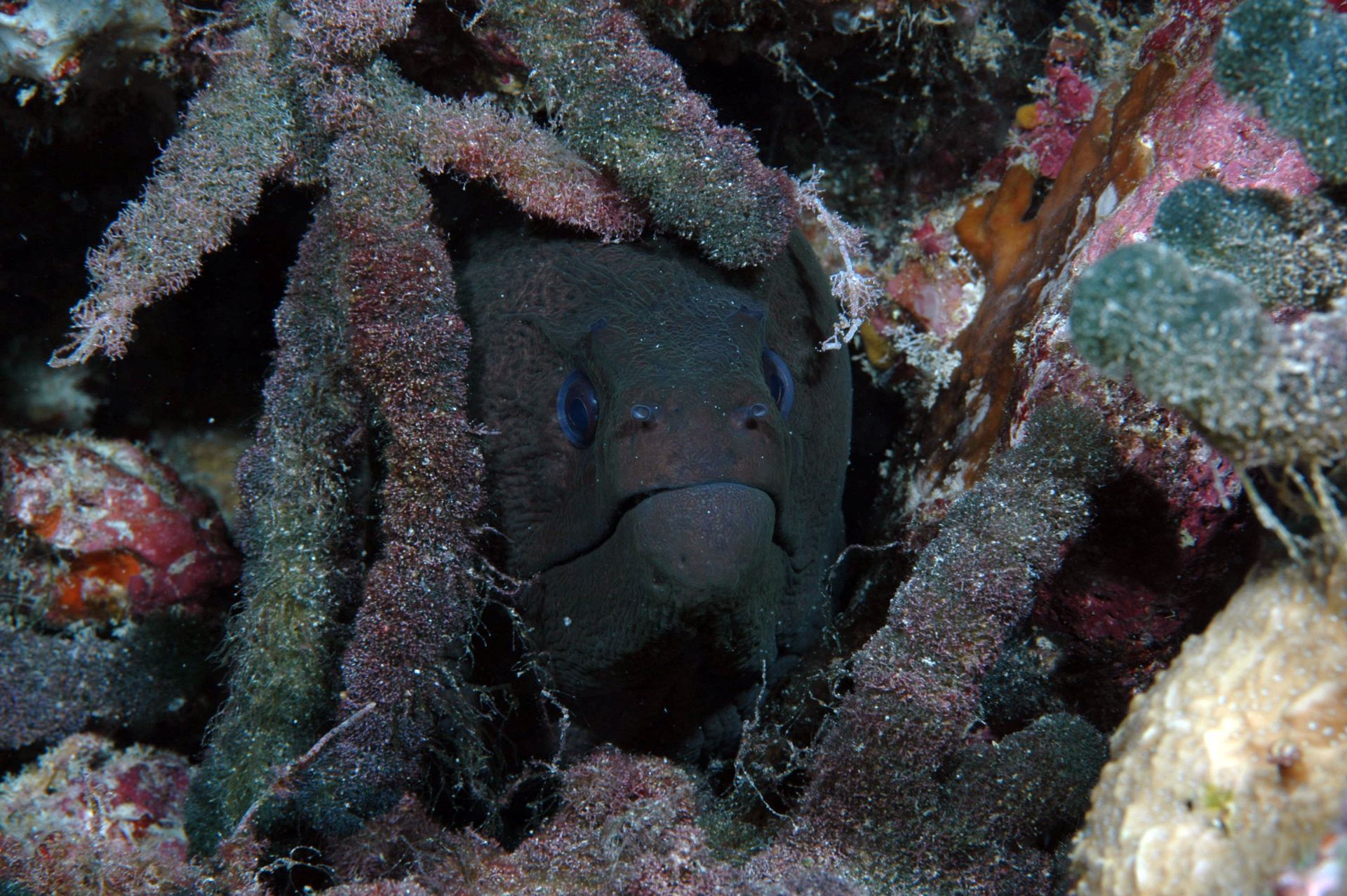 A fish with blue eyes is hiding in a coral reef