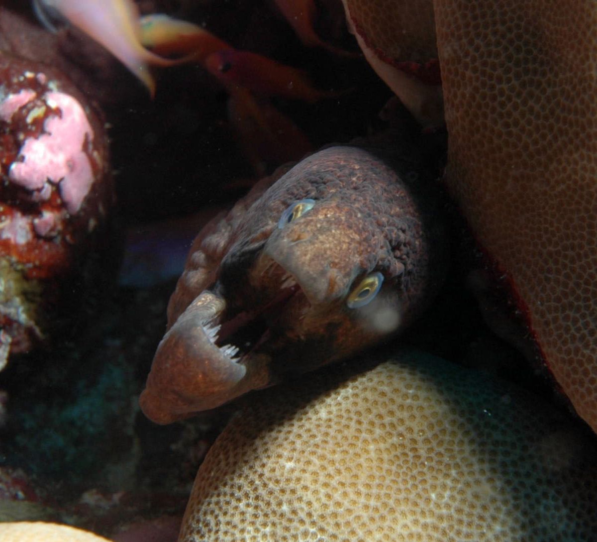 A close up of a fish with its mouth open