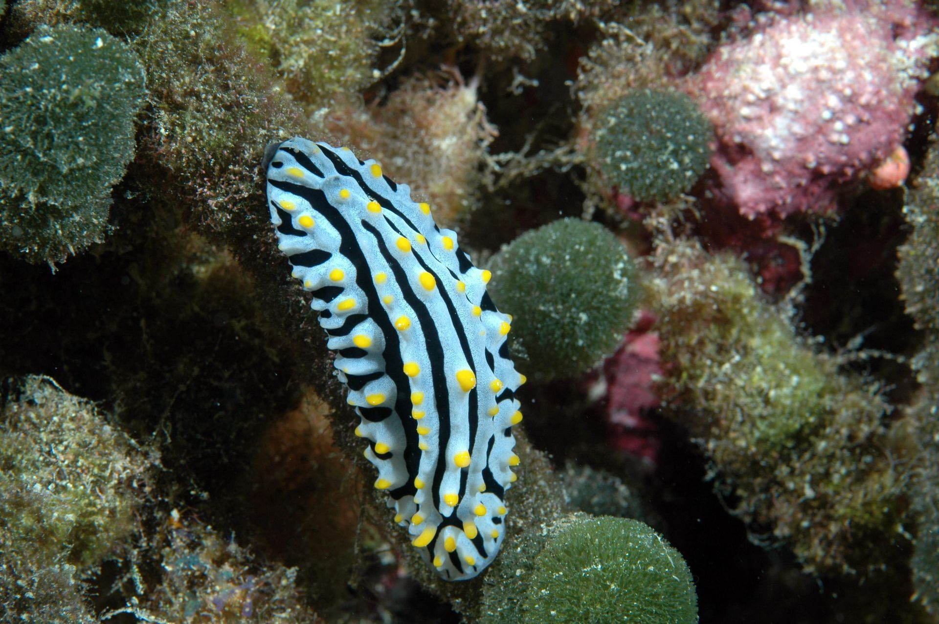 A blue and black striped sea slug with yellow spots