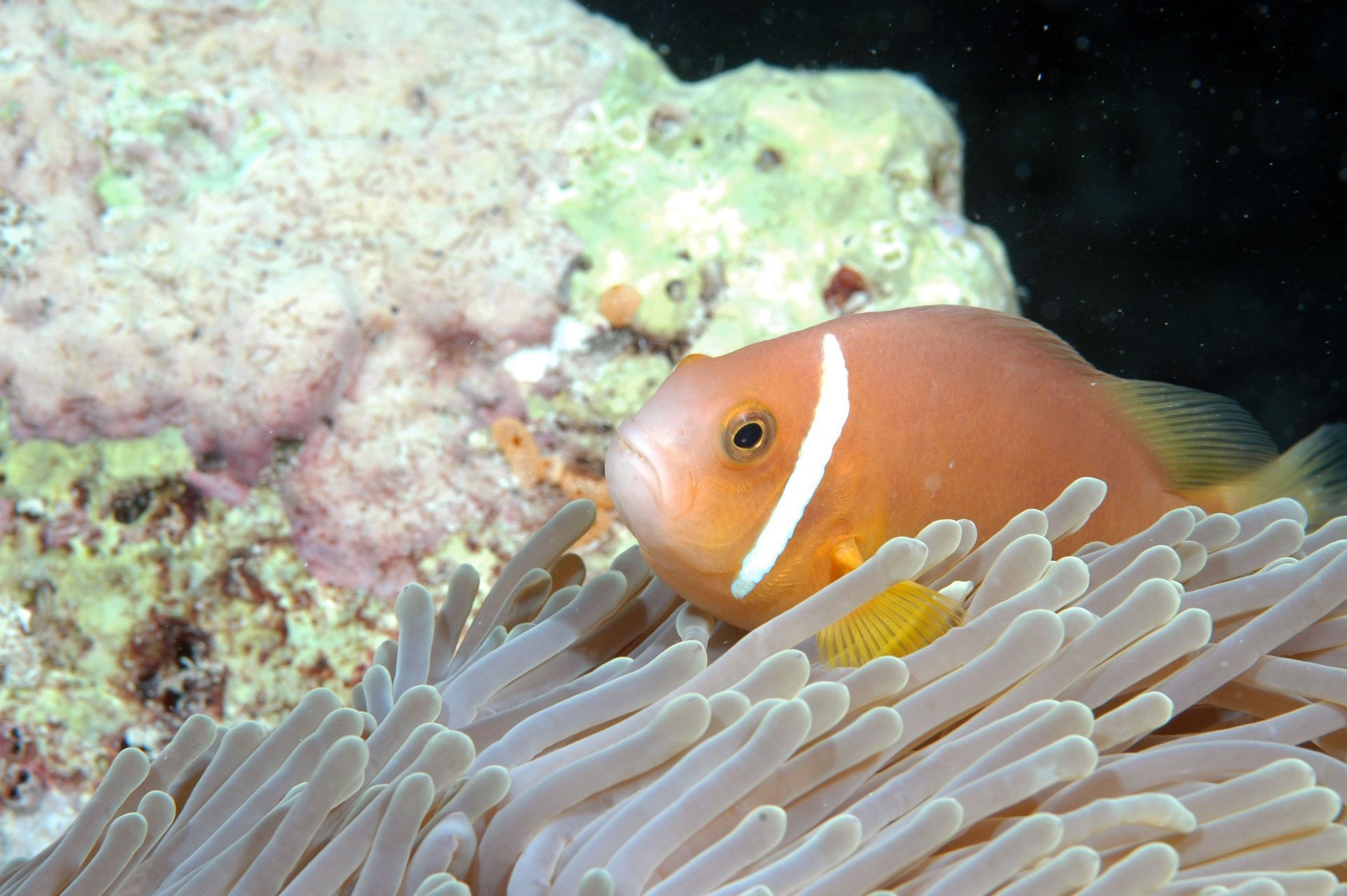 A fish with a white stripe on its side is swimming in a sea anemone
