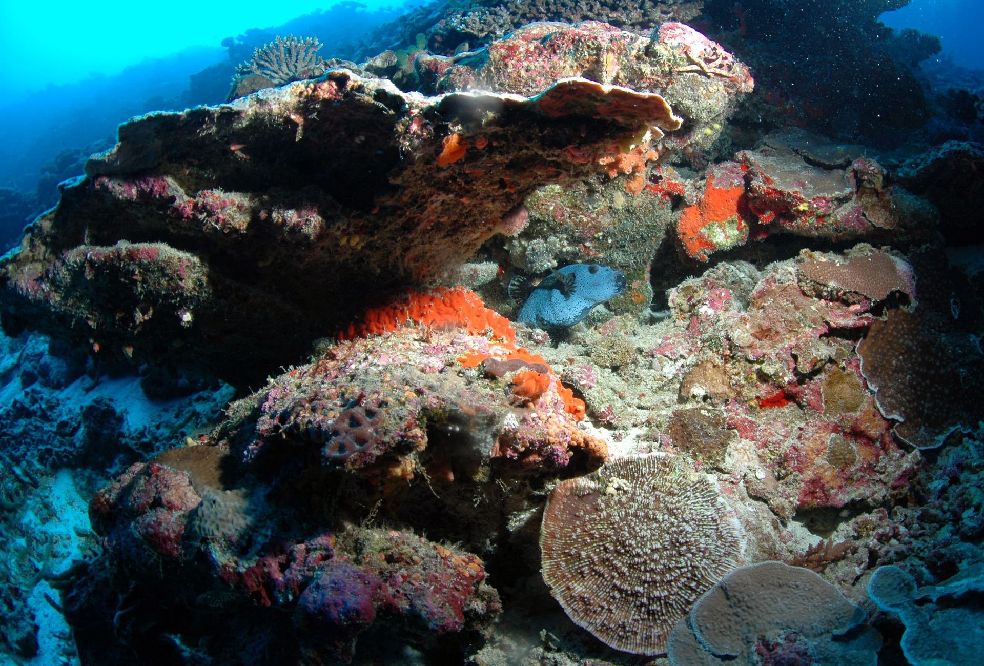 A coral reef with a starfish in the middle