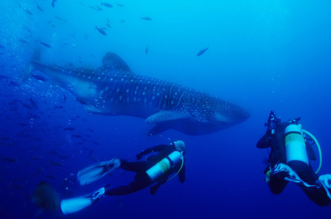 A group of scuba divers are swimming near a whale shark
