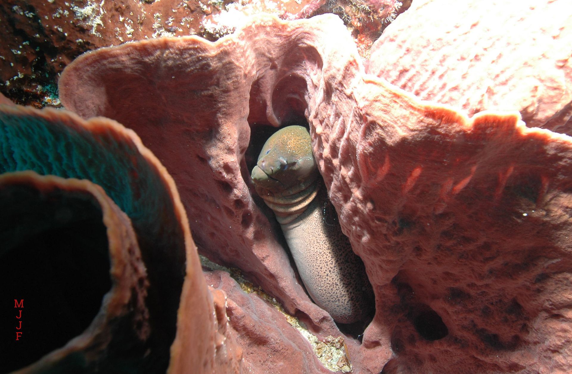 A close up of a sponge with a fish in it