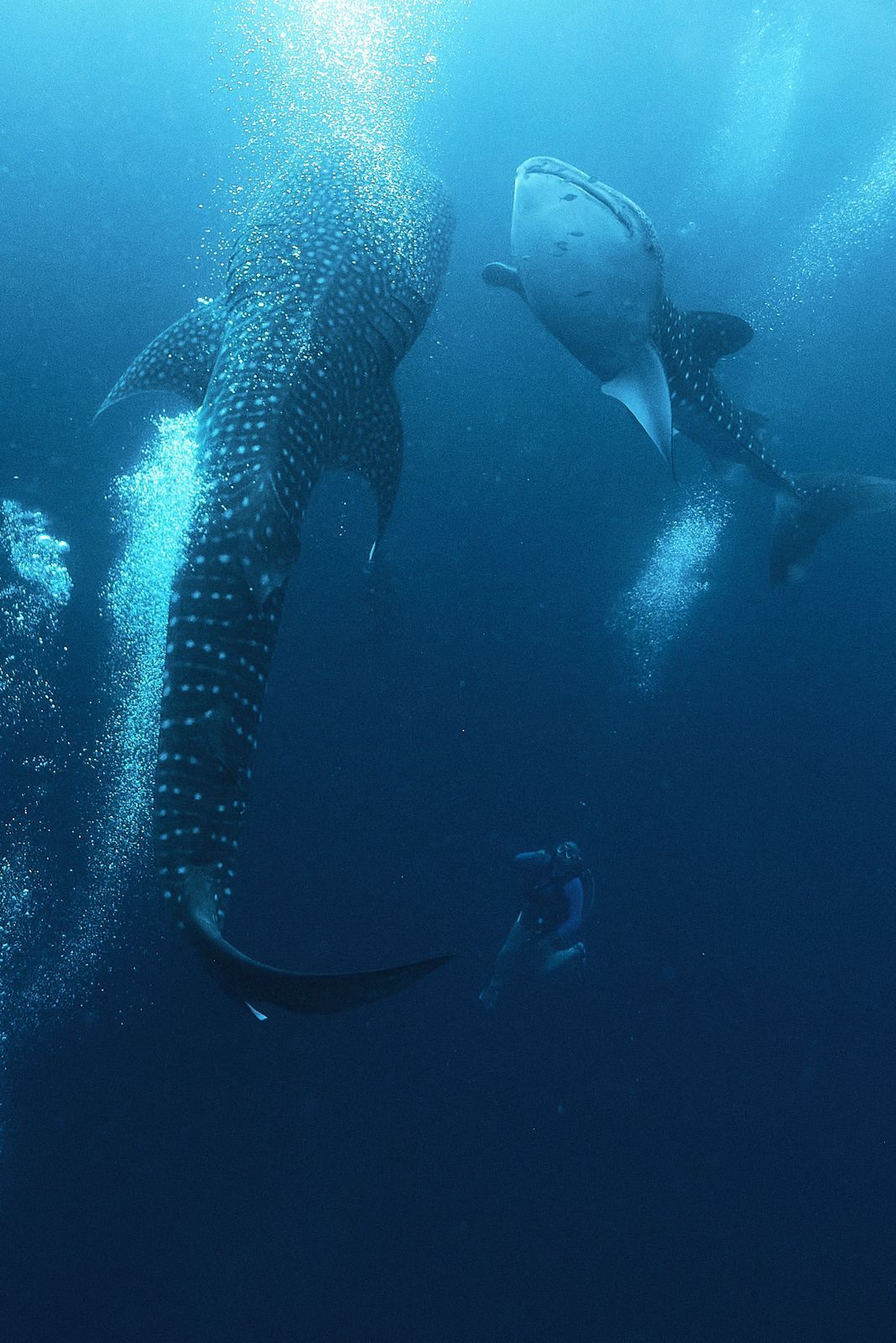 A group of whale sharks are swimming in the ocean