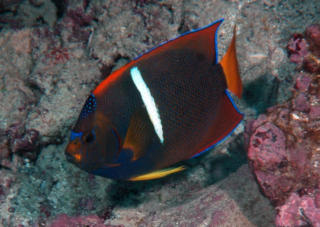 A colorful fish with a white stripe on its side