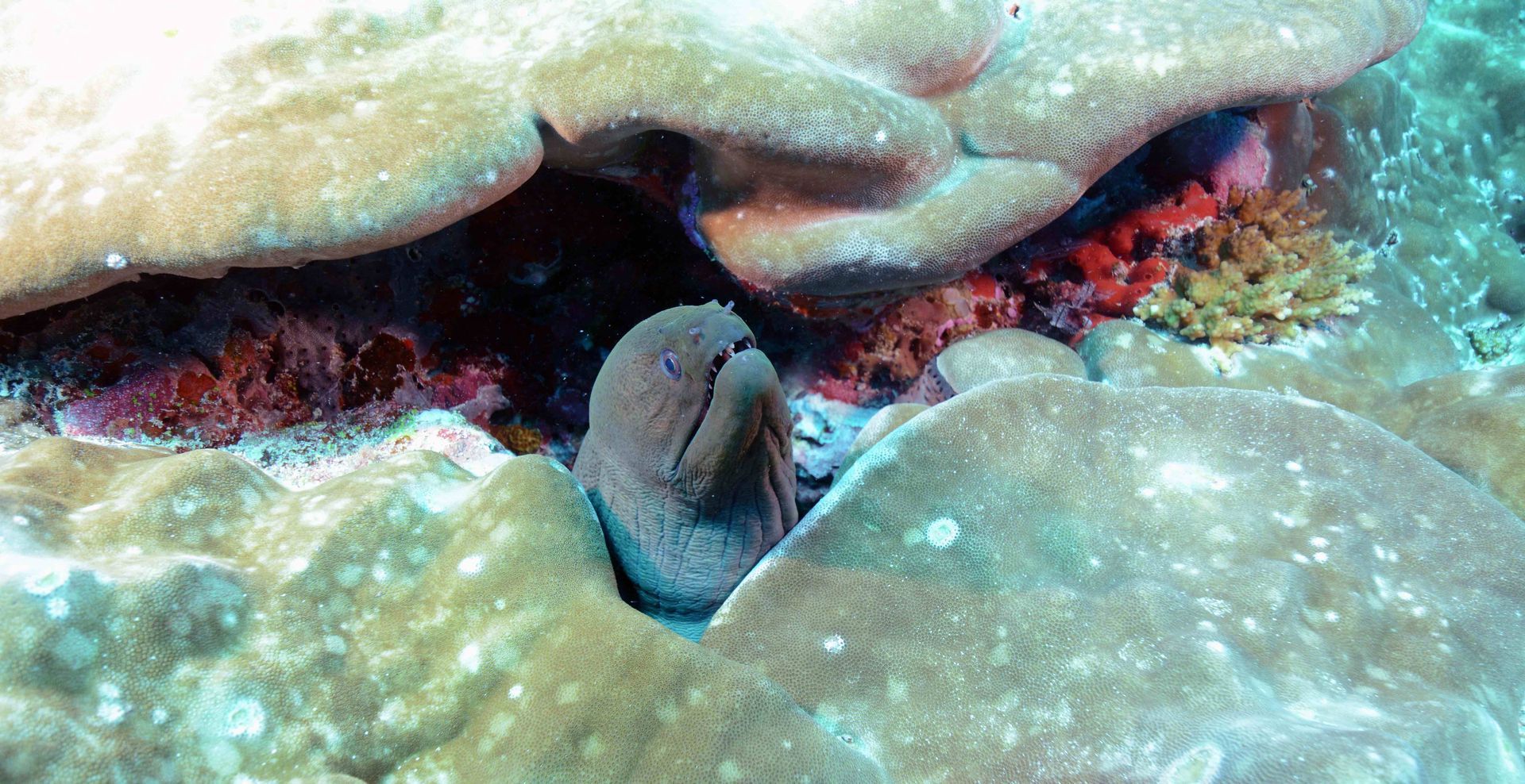 A coral reef with a fish in the middle of it