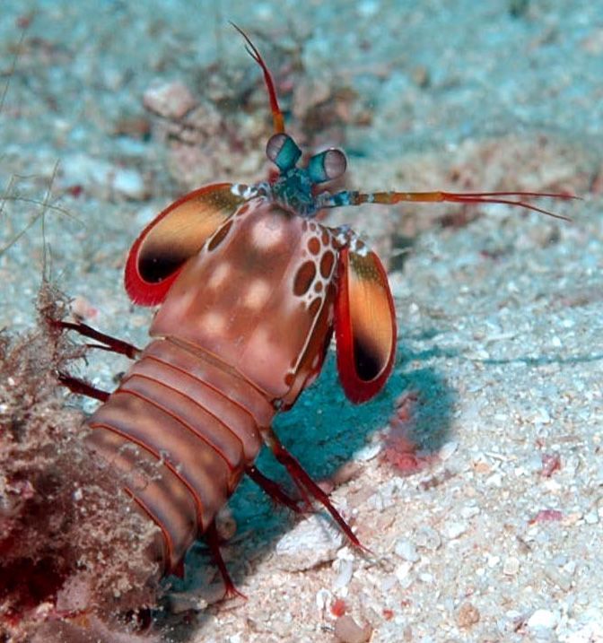 A close up of a colorful sea creature on the sand