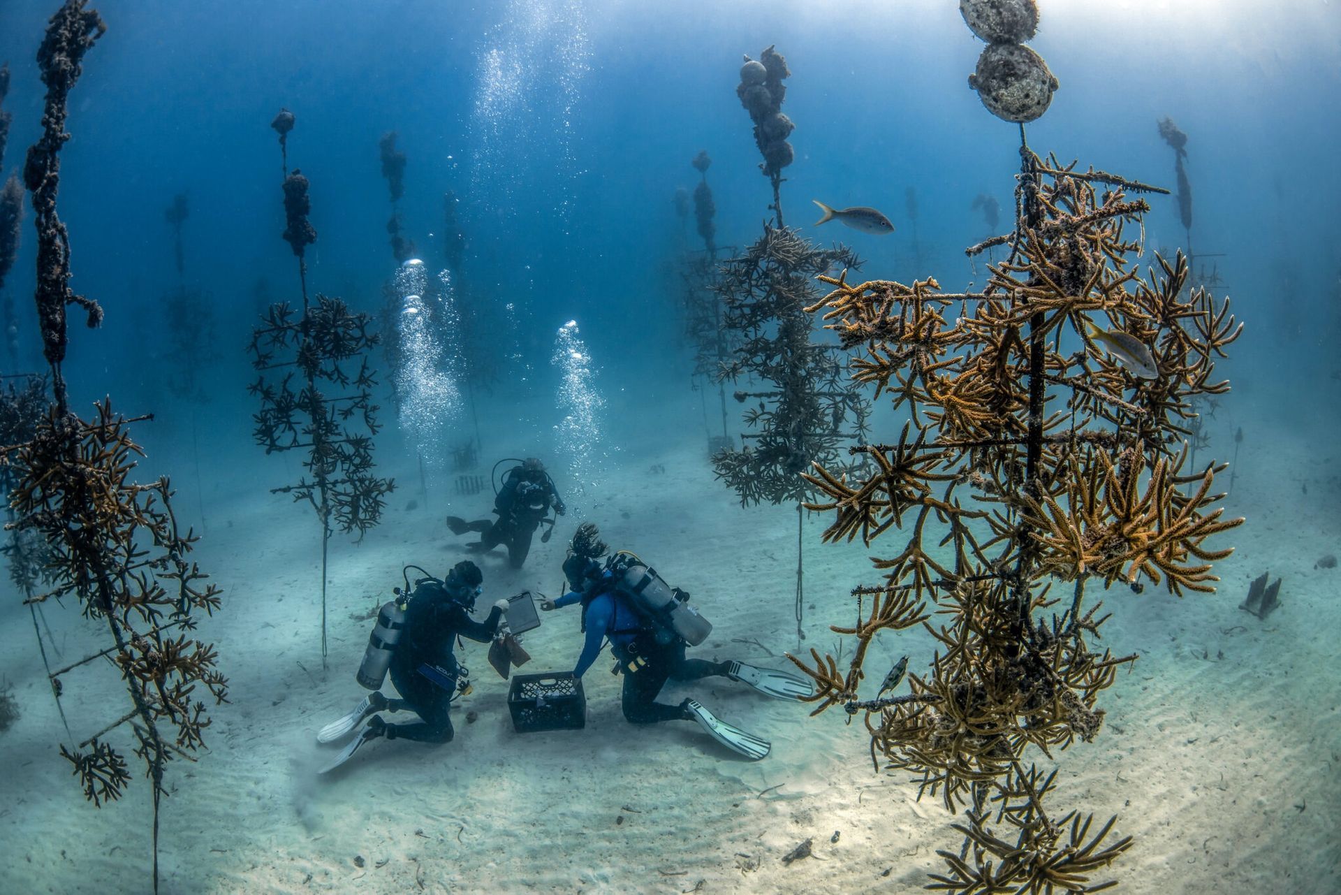 A group of scuba divers are working on a coral reef
