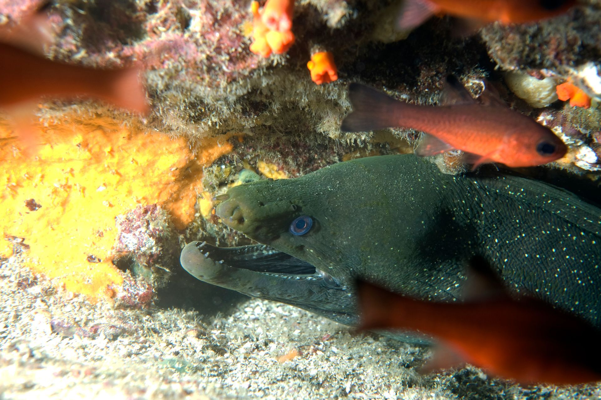 A fish with a blue eye is swimming in the water