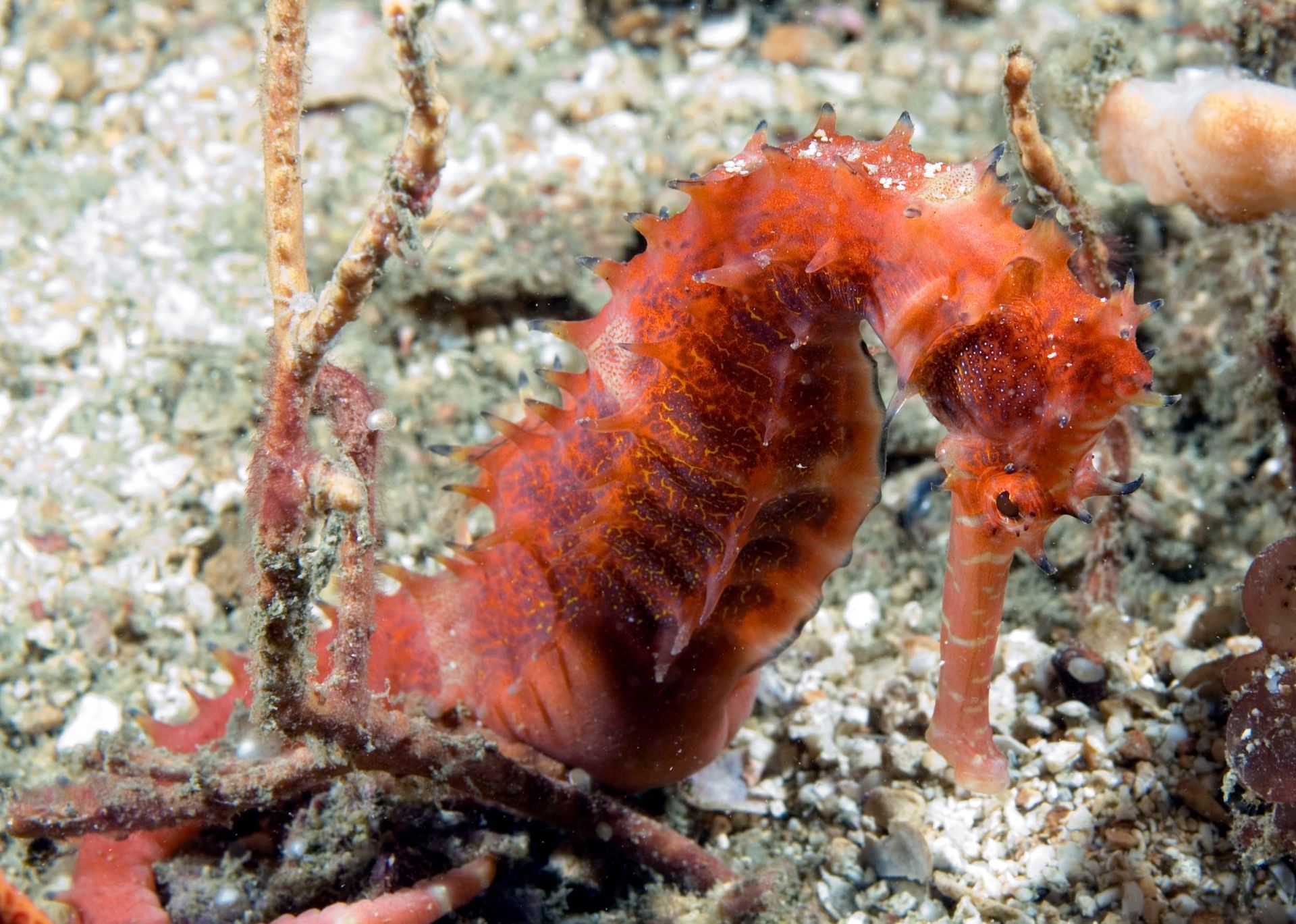 A close up of a seahorse in the sand