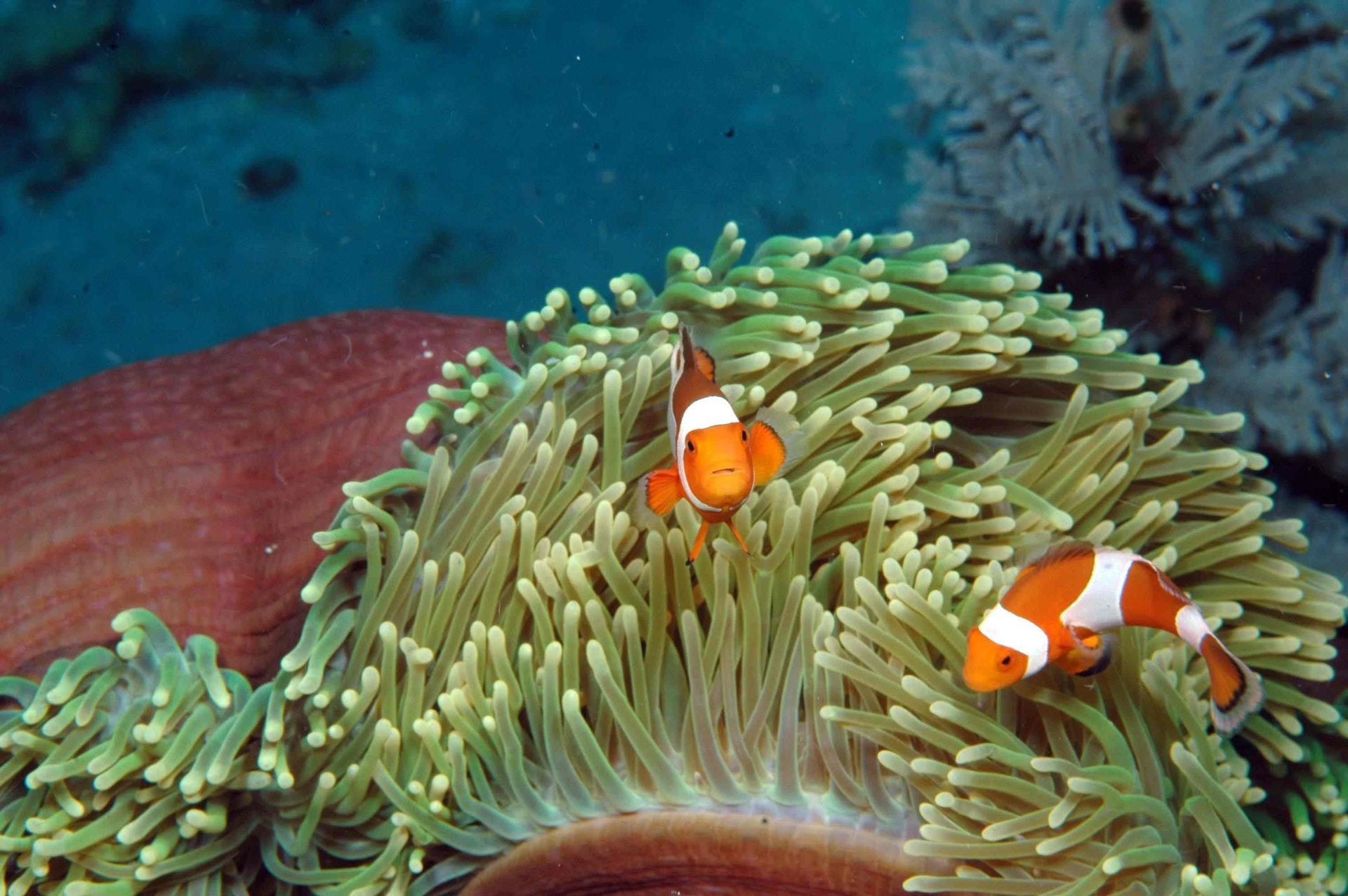 Two clown fish are swimming in a coral reef