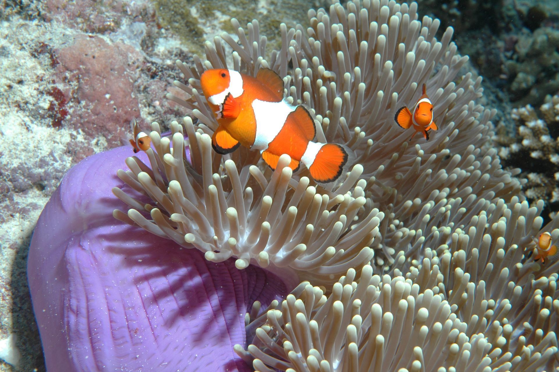 A clown fish is swimming near a purple sea anemone