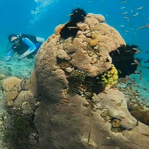 A scuba diver is swimming in the ocean near a coral reef