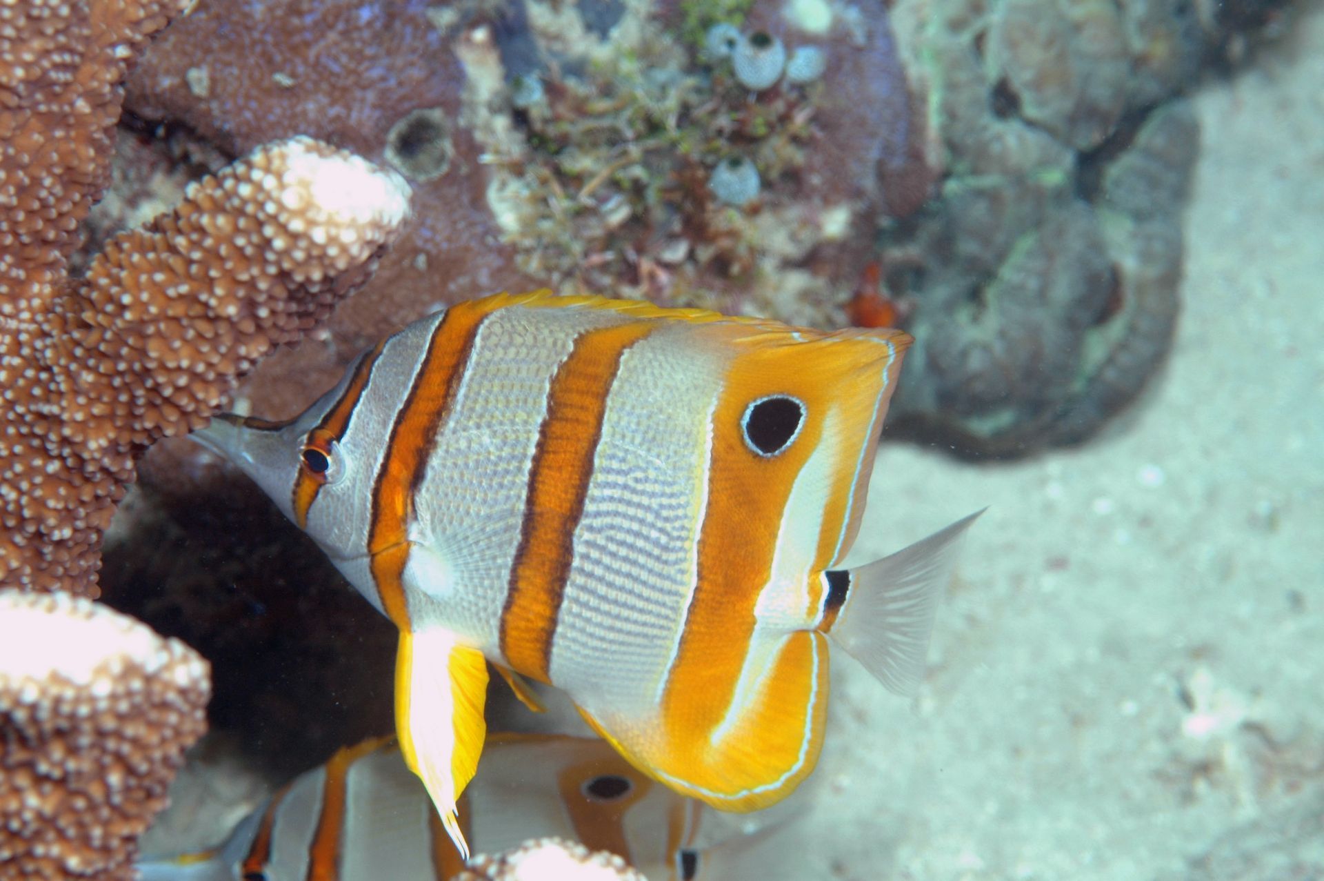 A fish with orange stripes is swimming near a coral reef