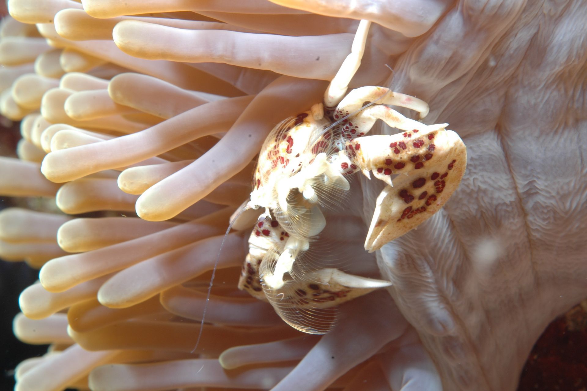 A close up of a crab on a sea anemone