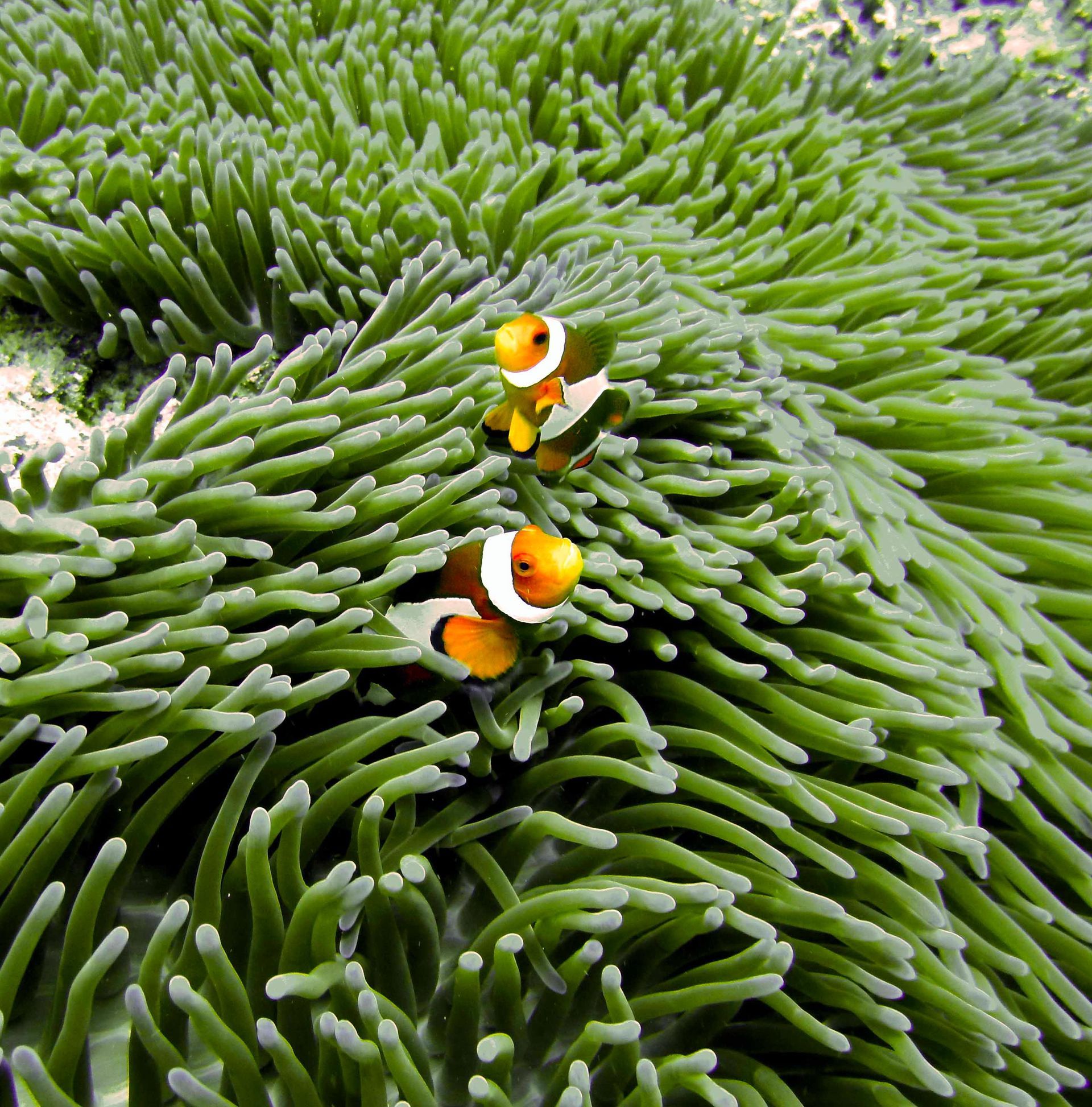 Two clown fish are swimming in a green sea anemone