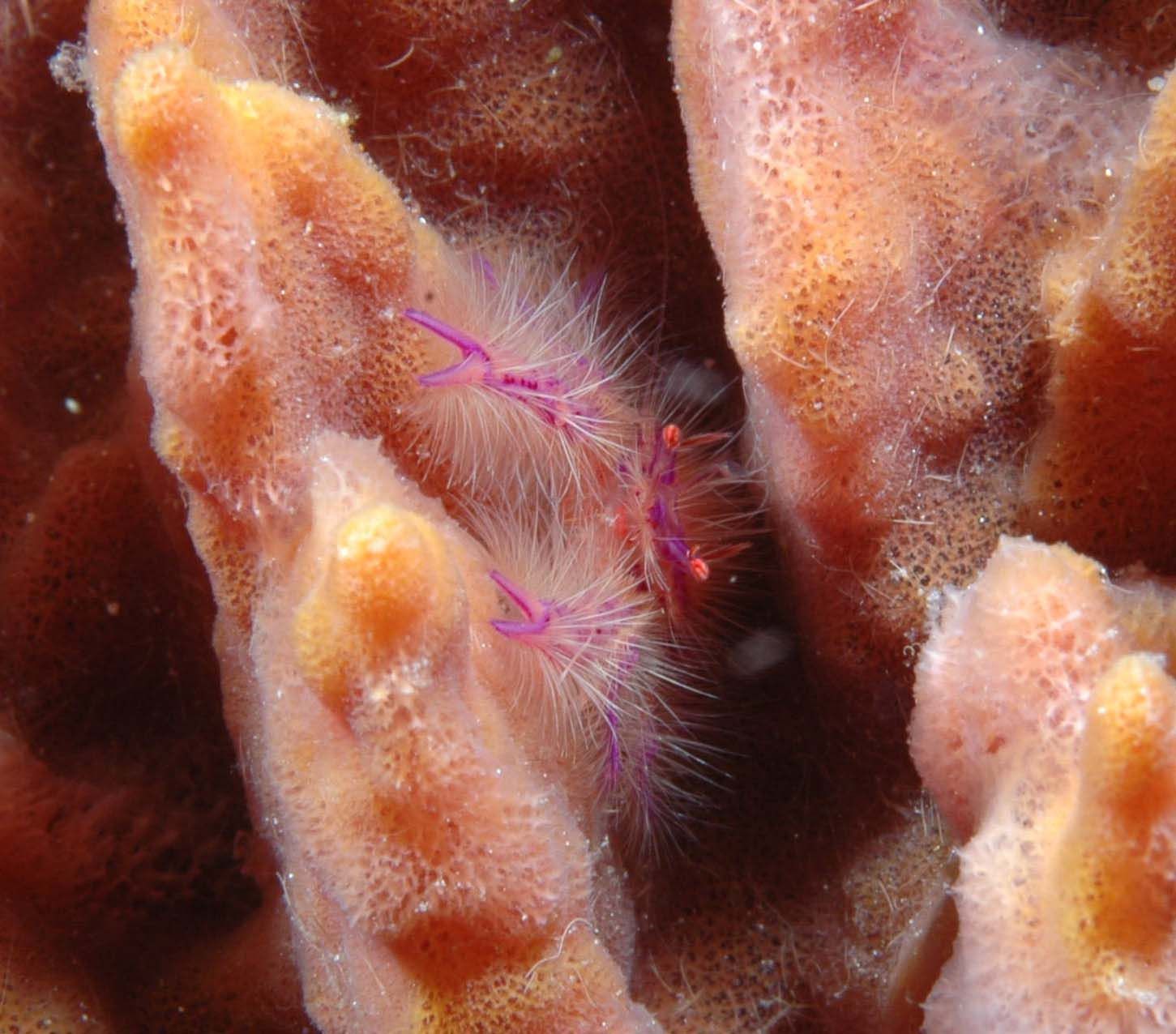 A close up of a pink shrimp on a sponge