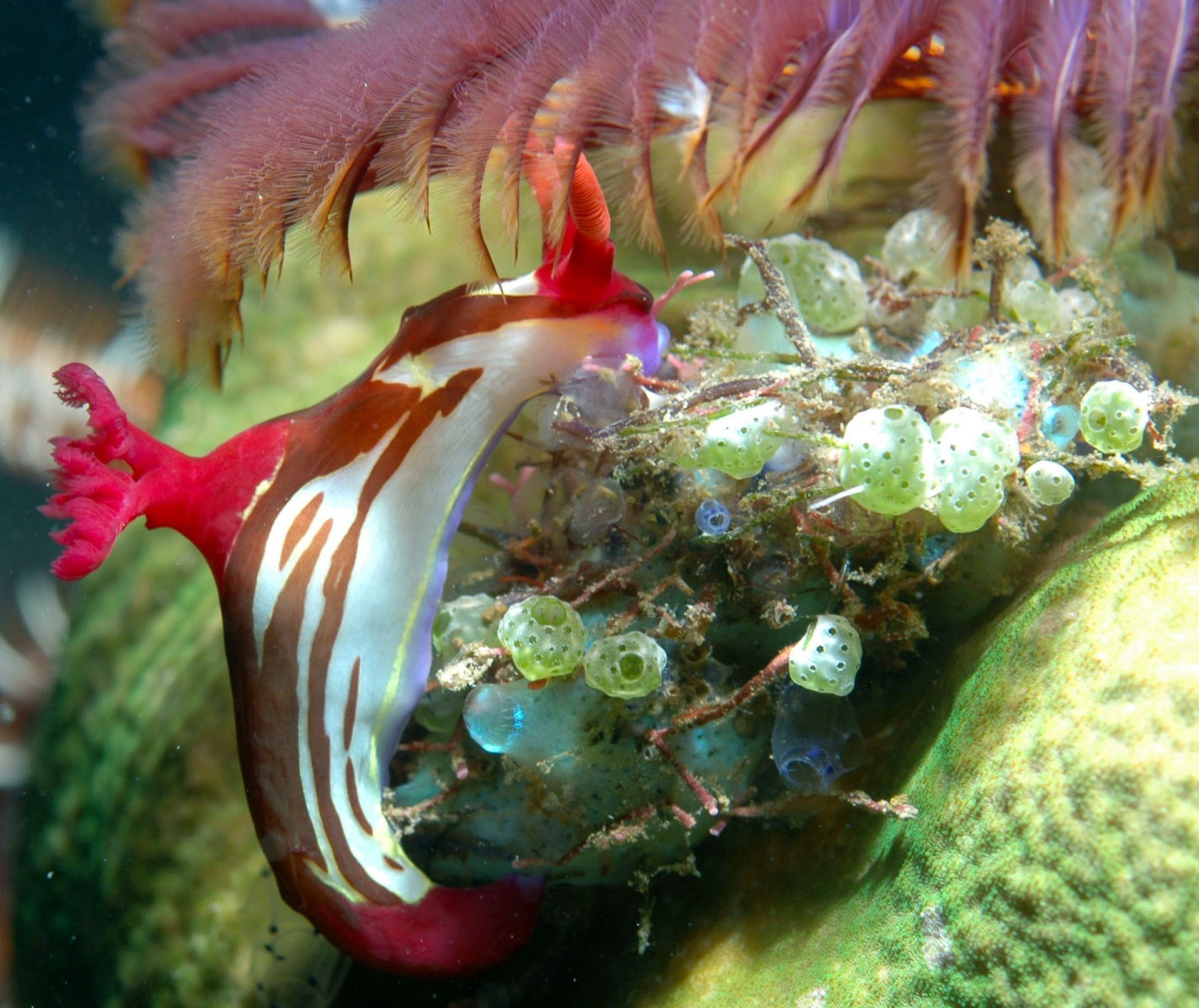 A red and white sea slug is swimming in the water