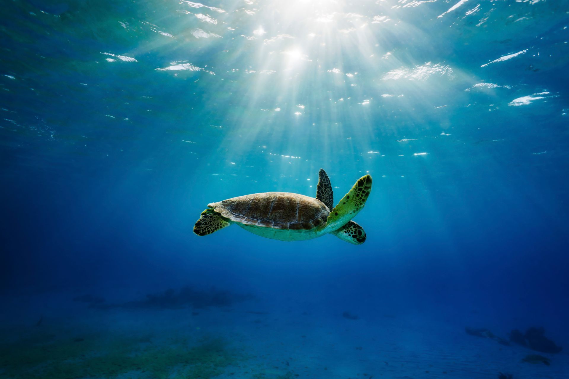 A green sea turtle is swimming in the ocean