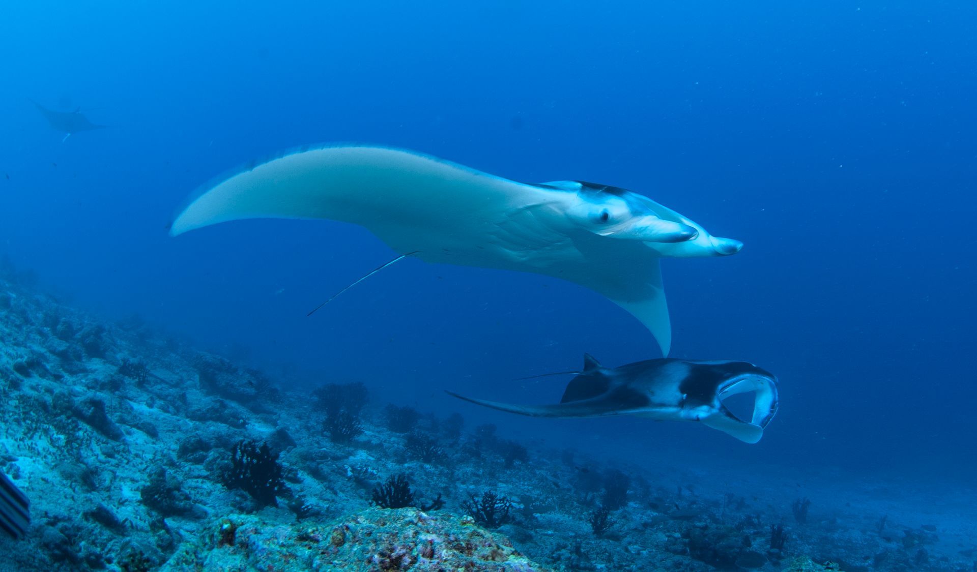 A manta ray is swimming in the ocean near a coral reef