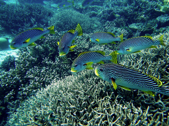 A group of fish are swimming on a coral reef