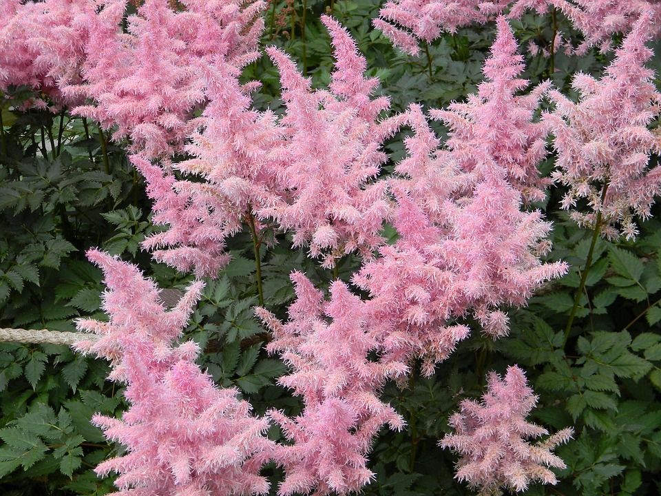 A bunch of pink astilbe flowers are growing in a garden.