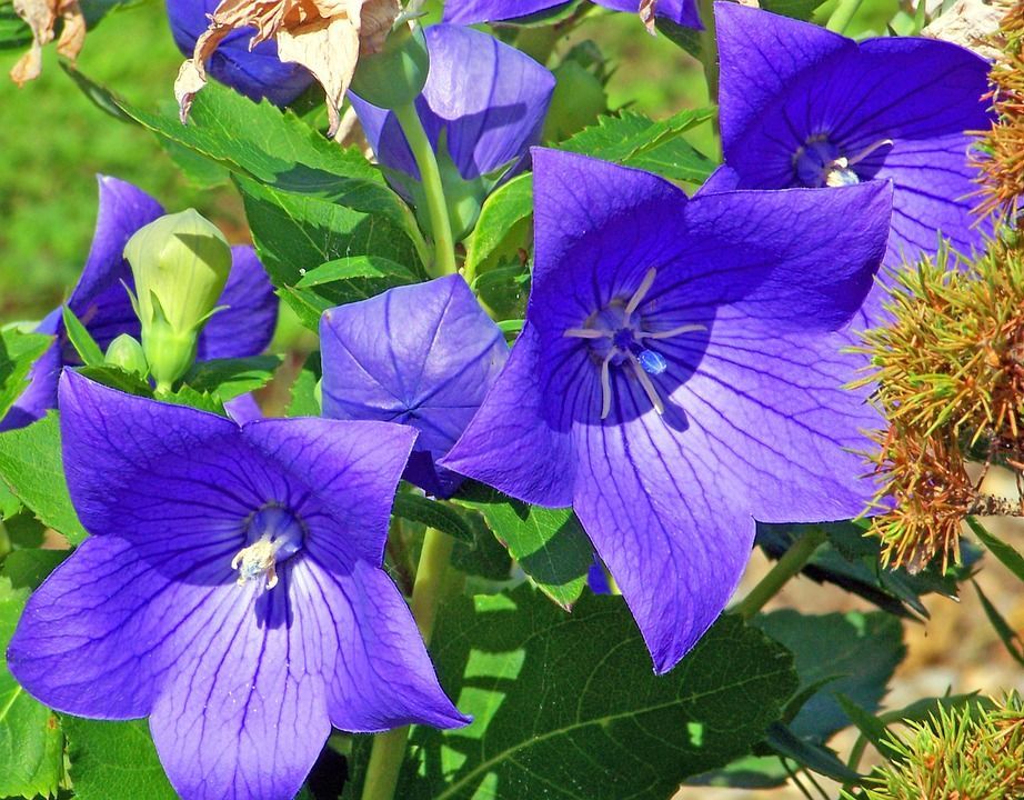 A bunch of purple balloon flowers with green leaves