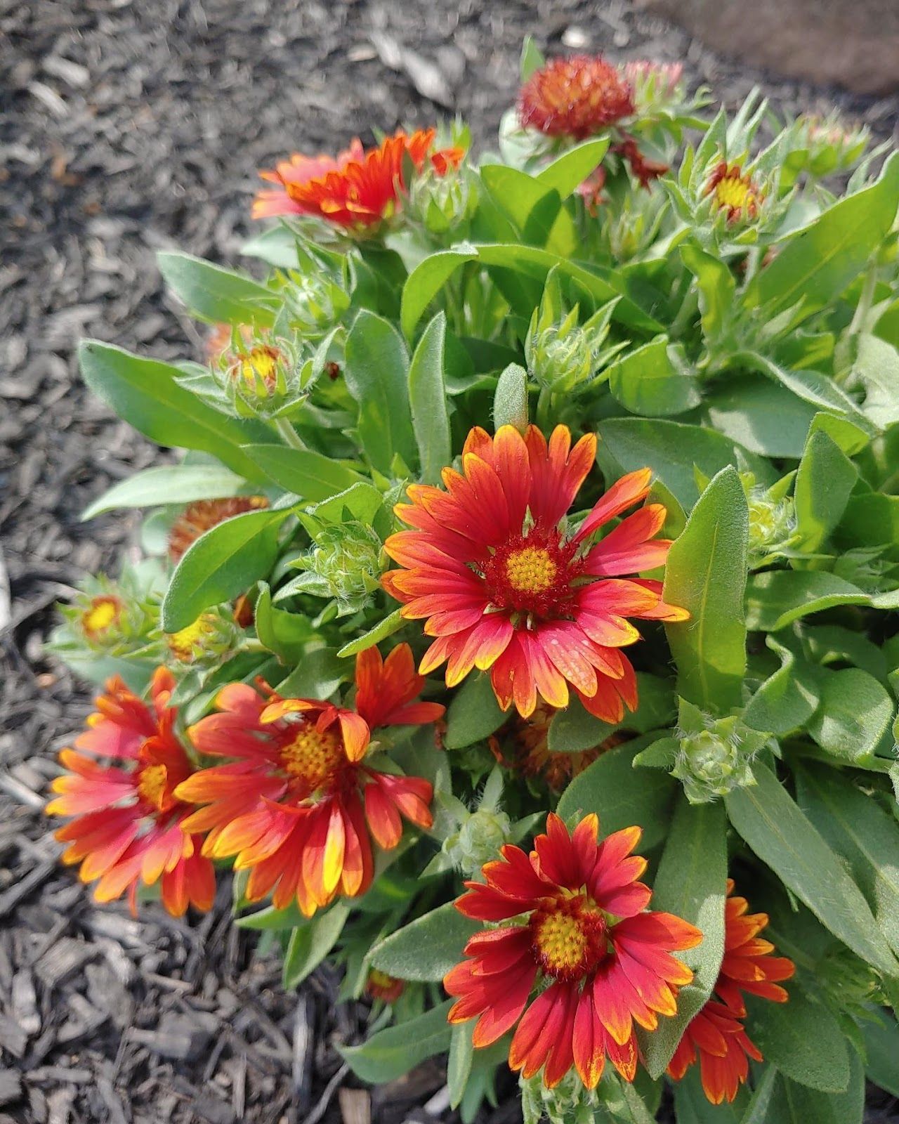 A bunch of red and orange blanket flowers surrounded by green leaves