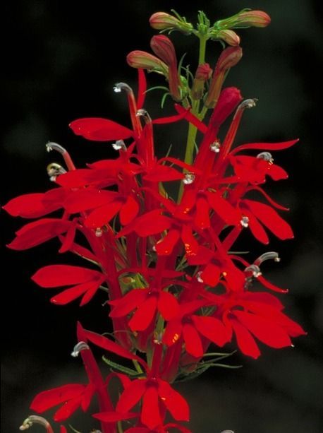 A bunch of red cardinal flowers against a black background