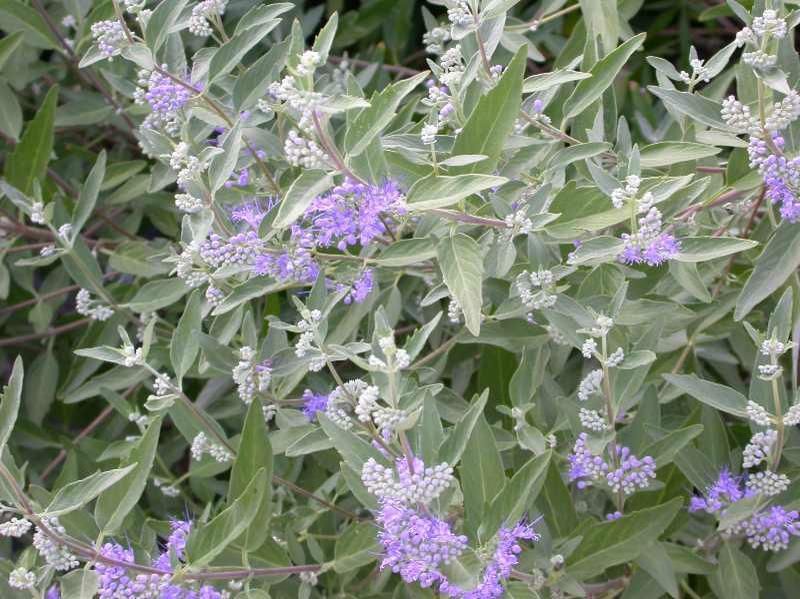 A caryopteris bush with purple flowers and green leaves