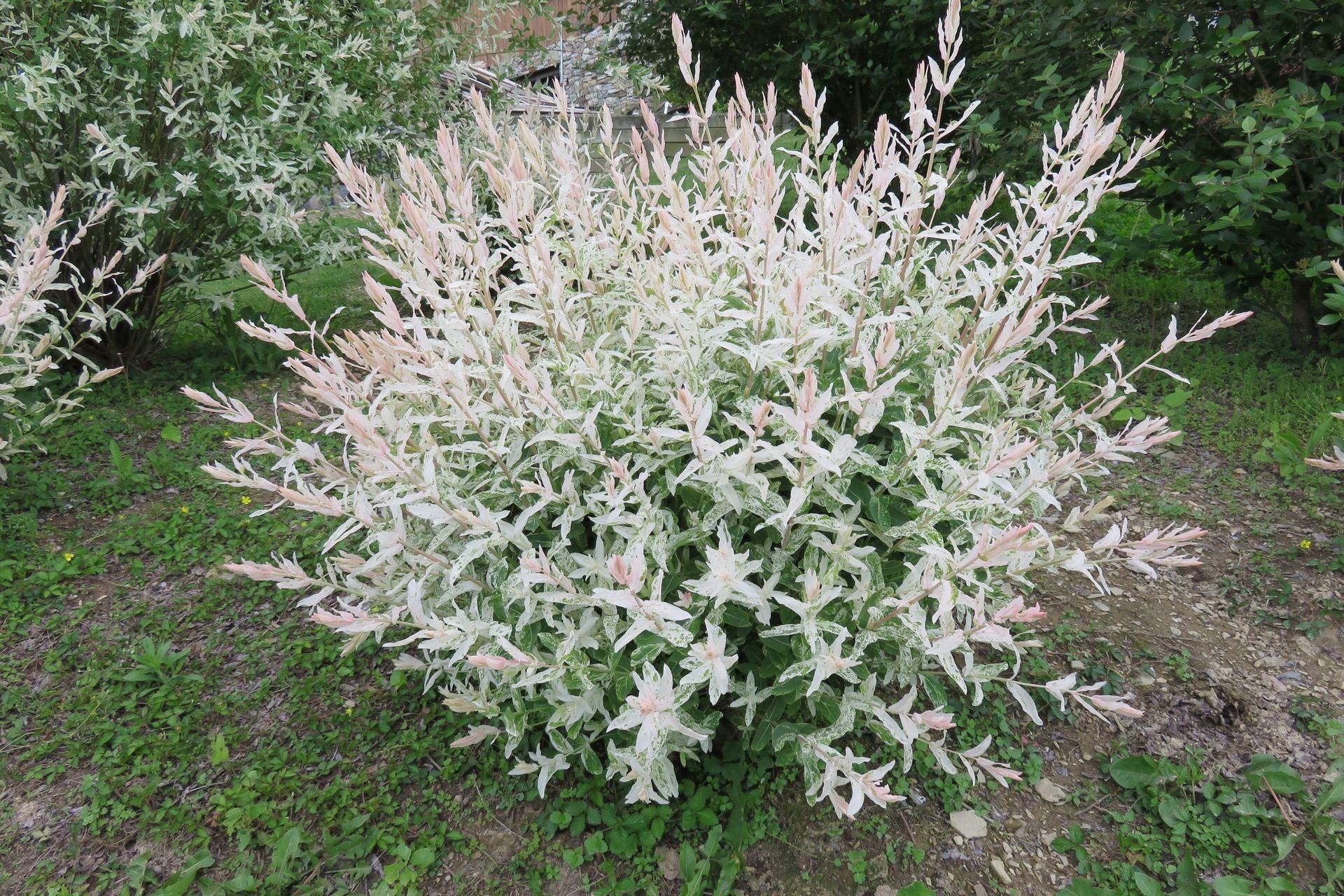 A dappled willow bush with white flowers and green leaves is growing in the grass.