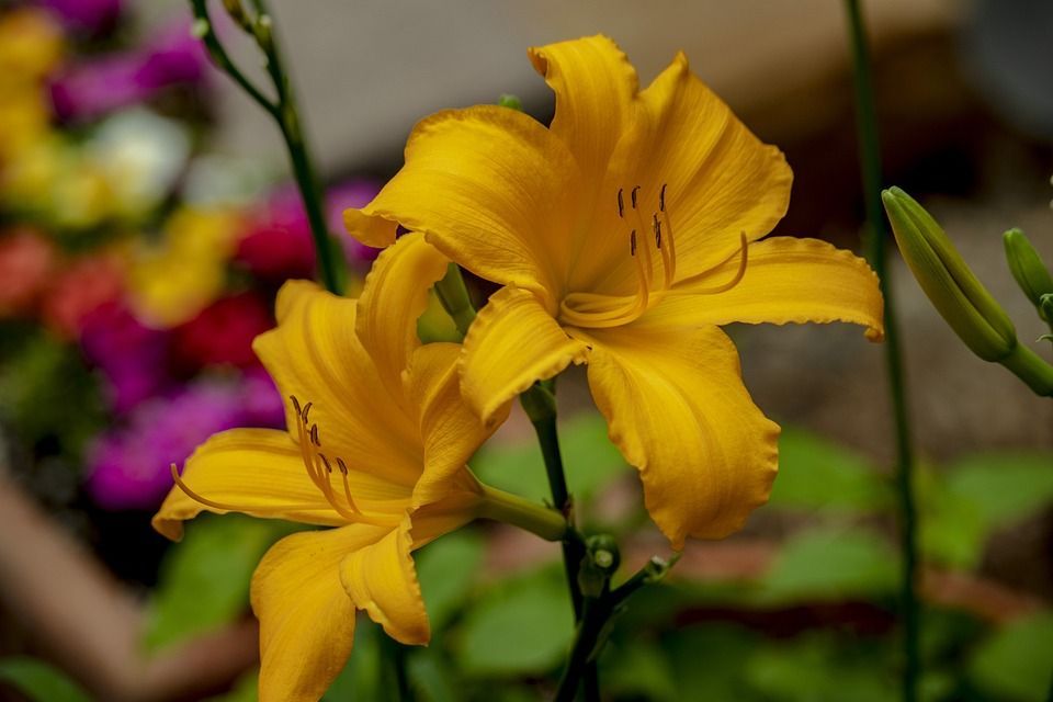 A close up of a yellow daylily flower with purple flowers in the background