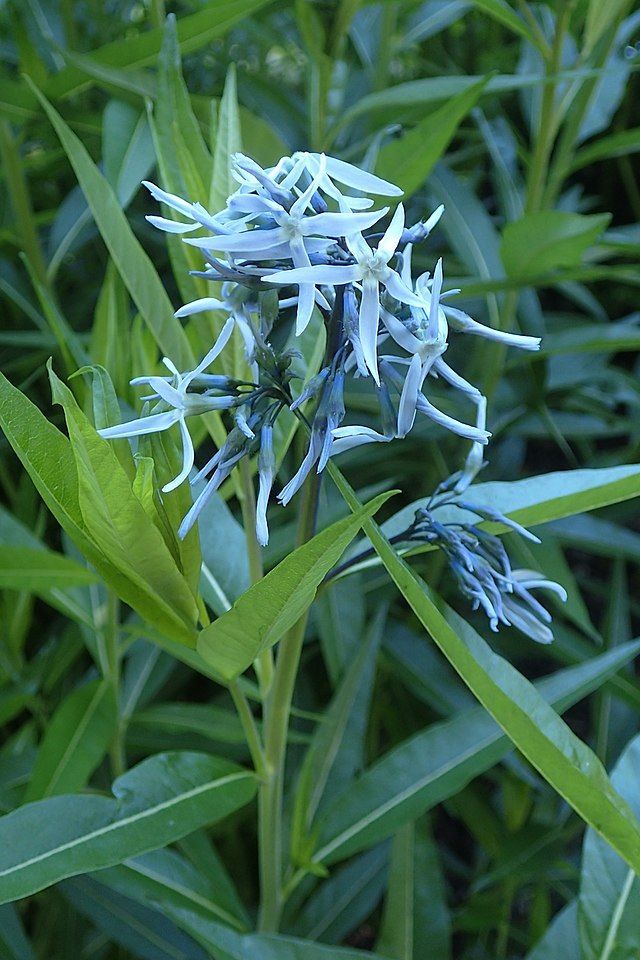 An eastern bluestar plant with blue flowers and green leaves