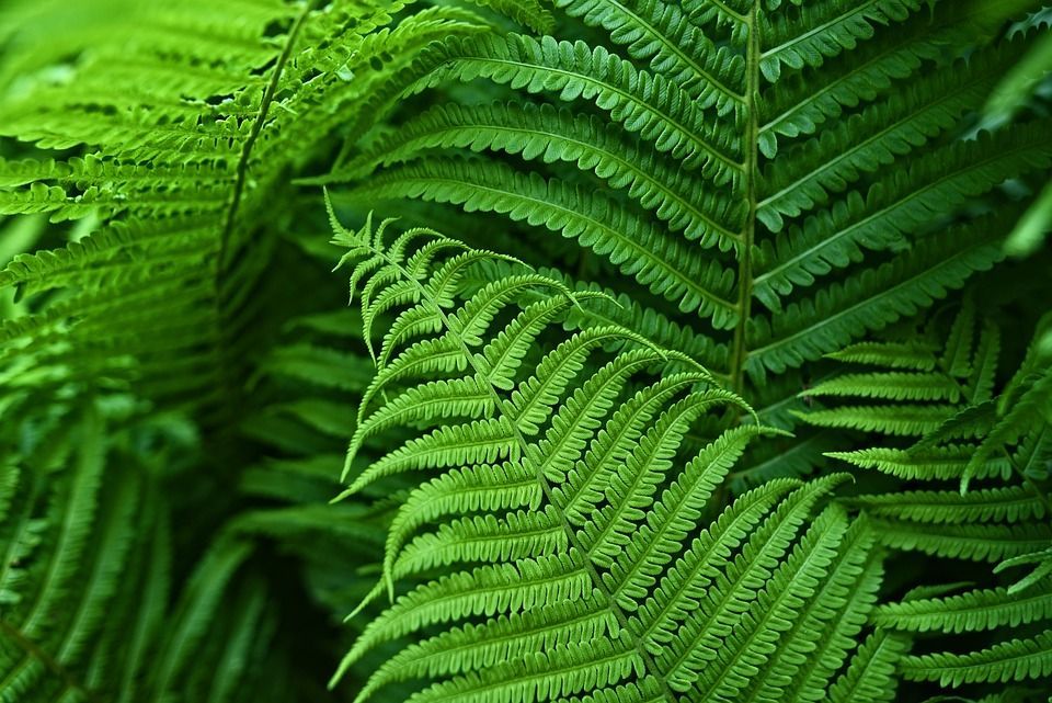 A close up of a fern with lots of green leaves