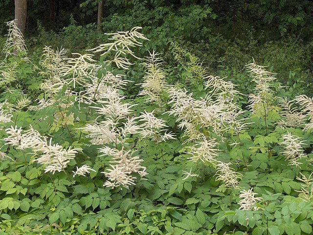 A goat's beard bush with white flowers and green leaves