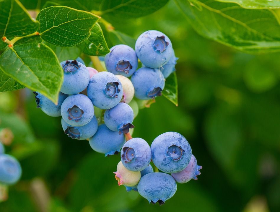 A bunch of jersey blueberries hanging from a tree