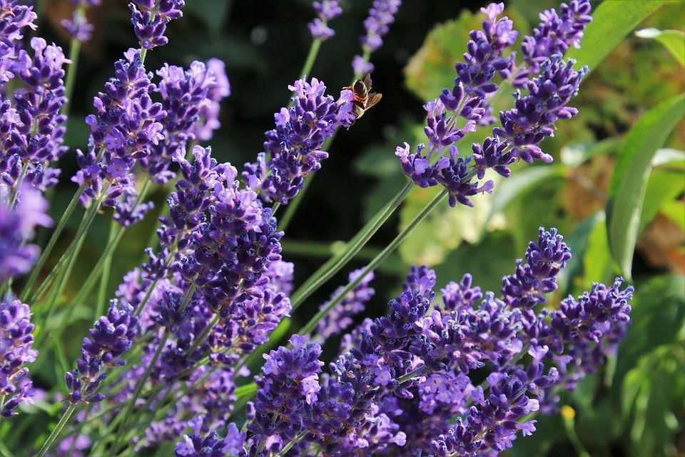 A close up of purple lavender flowers with a bee on one of them
