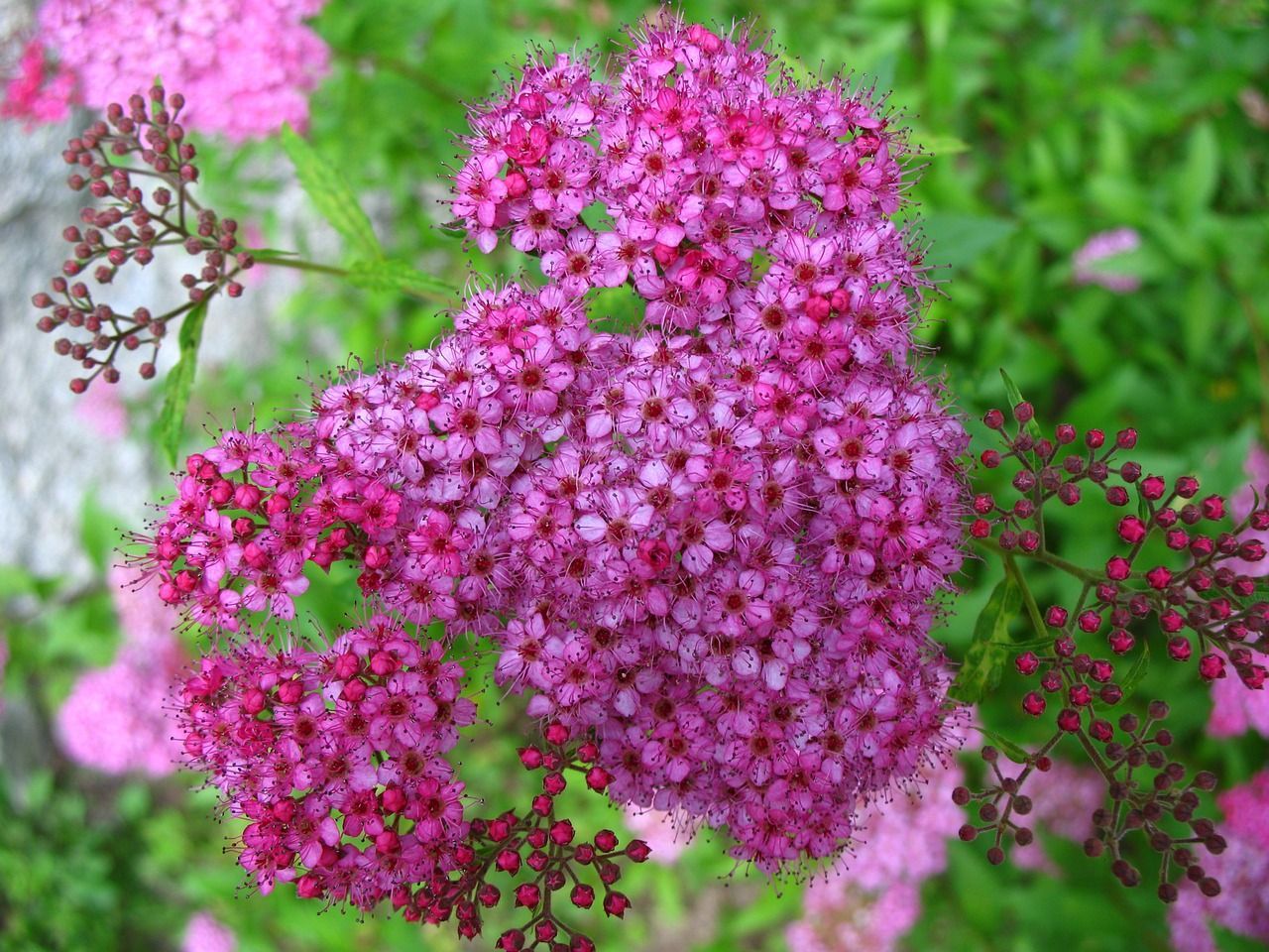 A close up of a bunch of spirea pink flowers