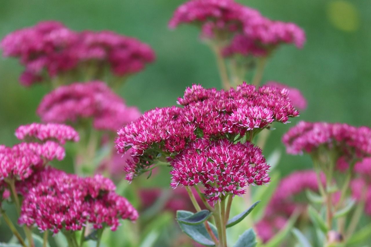 A bunch of purple sedum flowers with green leaves in the background