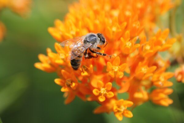 A bee is sitting on top of an orange milkweed flower.