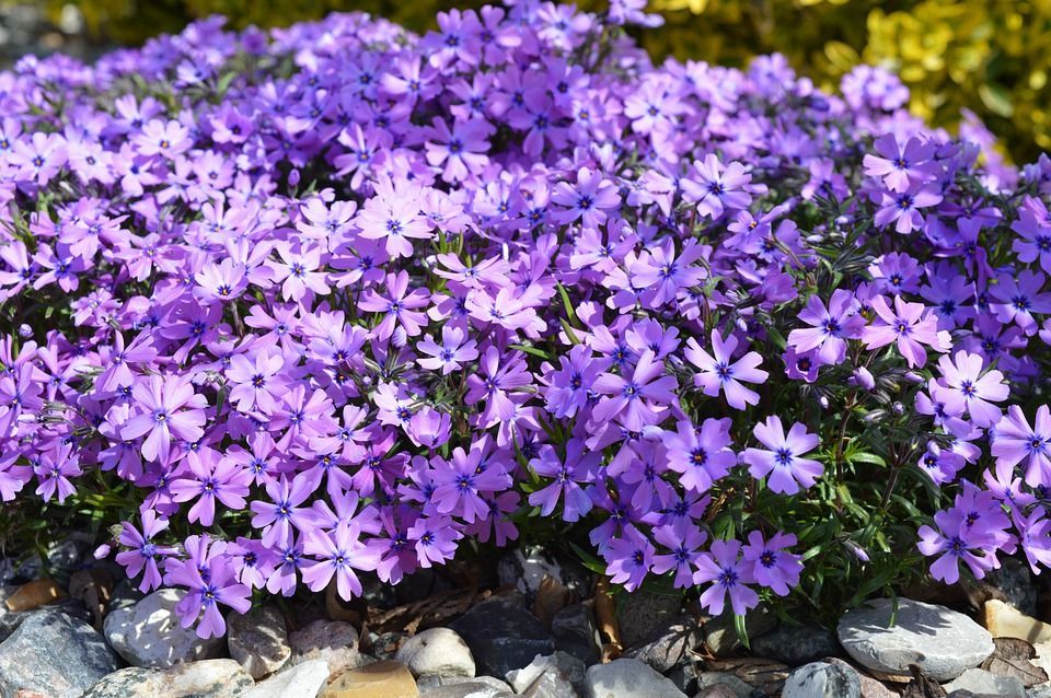 A bunch of phlox are growing in the rocks