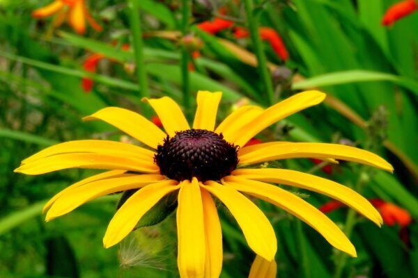 A close up of a yellow rudebeckia.