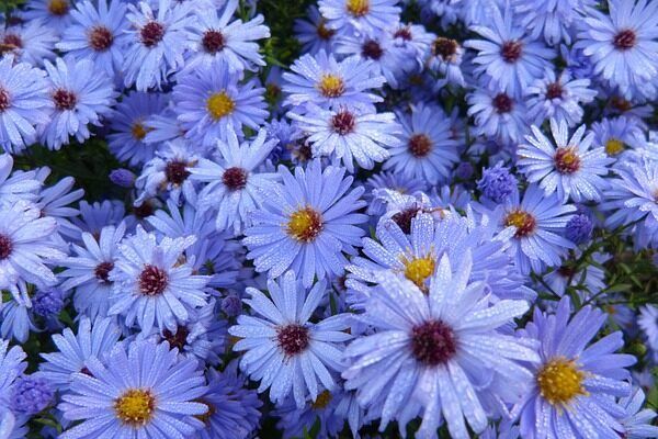 A bunch of purple aster flowers with a yellow center