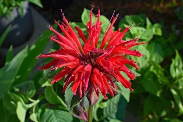 A close up of a red bee balm flower with green leaves in the background.