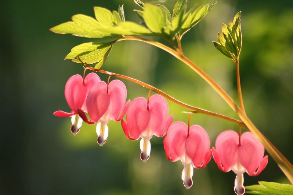 A bunch of bleeding heart shaped flowers hanging from a plant